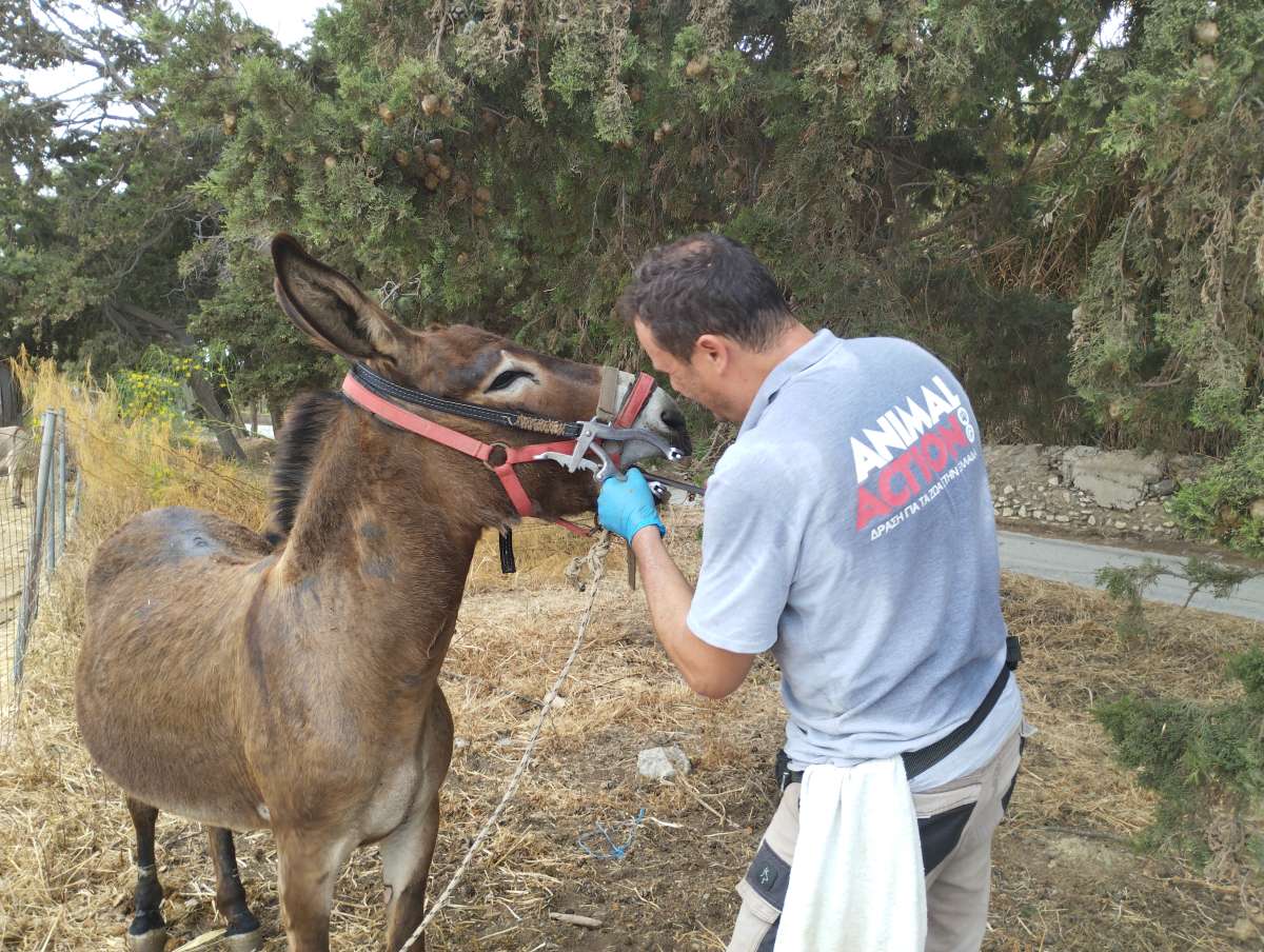 Αμοργός: Επίσκεψη ομάδας Animal Action